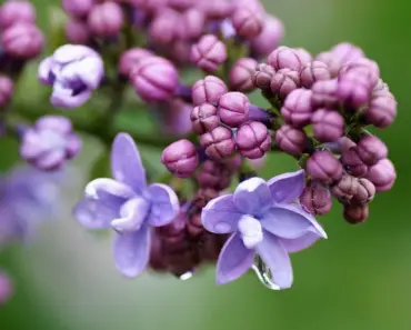 5 Lilac Tasks After They Finish Blooming