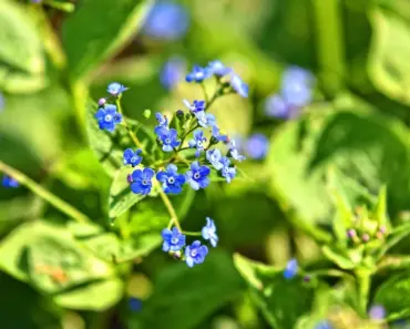 5 Edible Flowers to Start Growing in May for Bold Flavor