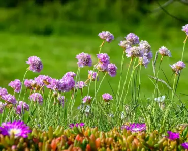5 Essential Tips to Grow Thrift Plant