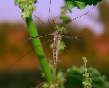 5 Plants That Keep Flies Away Naturally