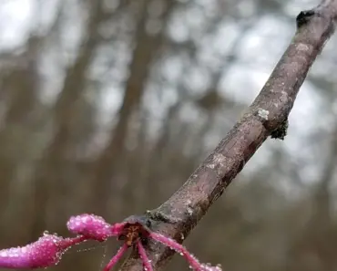 5 Tips to Plant & Grow a Redbud Tree