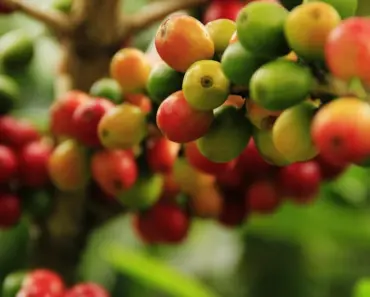 Foolproof Plants to Grow This May!