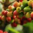 Foolproof Plants to Grow This May!