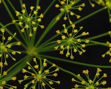 11 Best Companion Plants for Dill