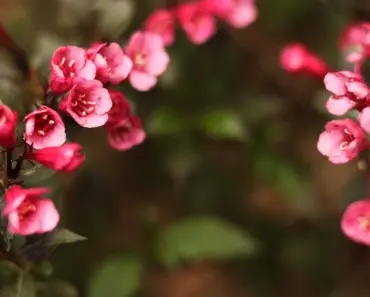 Expert Tips to Plant and Grow Weigela