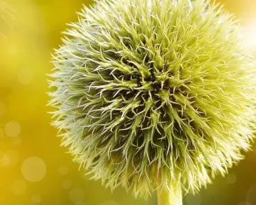 5 Easy Steps to Plant & Grow Globe Thistle