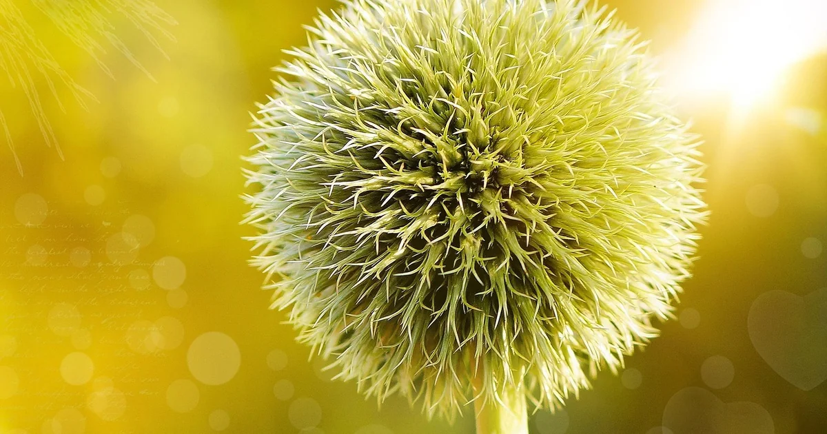 5 Easy Steps to Plant & Grow Globe Thistle plant globe thistle