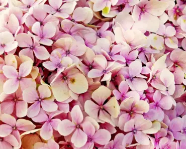 All 12 Birth Month Hydrangeas Revealed