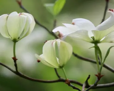 5 Secrets Arborists Told Me About Pruning Dogwood Trees