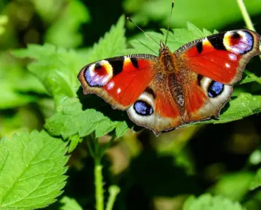Pros Say: 5 Reasons Never to Grow Butterfly Bush