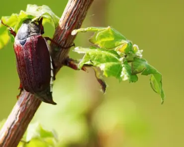 Why Your Lawn Is Brown & Patchy in May: 7 Fixes