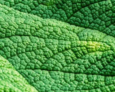 7 Best Perennials to Plant in May for Stunning Blooms