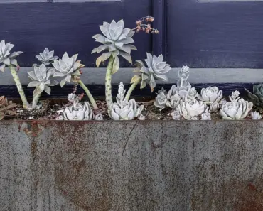 11 Super Plants for Texas Landscapes
