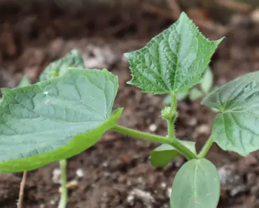 5 Tips to Use This Planting Method for Massive Cucumber Harvest 5 Tips to Use This Planting Method for Massive Cucumber Harvest
