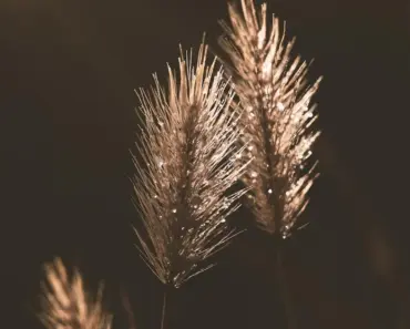 9 Ways to Keep Weeds Out of Your Garden Naturally