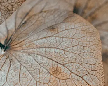 13 Birth Month Hydrangeas: Complete Guide