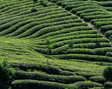 5 Tips to Plant and Grow Australian Tea Tree