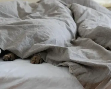 Duvet vs Comforter: 7 Ways to Get Cozy