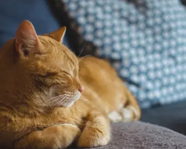 7 Outdoor Catio Upgrades Your Cat Will Love