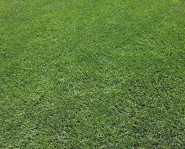 5 Steps to Create Perfect Lawn Stripes Every Time
