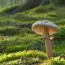 Ways I Finally Got Rid of Fungus Gnats (The Truth!)