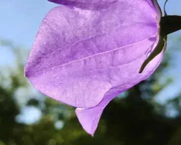 7 Fling and Forget Flower Seeds to Scatter Now