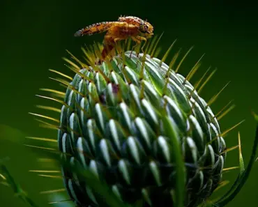 7 Vegetables That Naturally Repel Garden Pests!