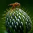 7 Vegetables That Naturally Repel Garden Pests!