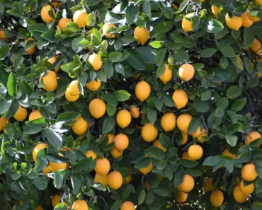 5 Must-Do May Tasks for Healthy Lemon Trees