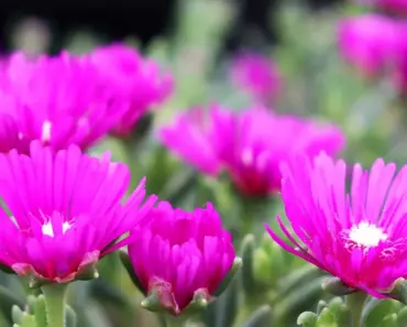 5 Tough Drought-Tolerant Perennials Every Garden Needs