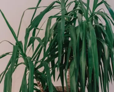 7 Expert Tips to Grow and Care for Yucca Plant