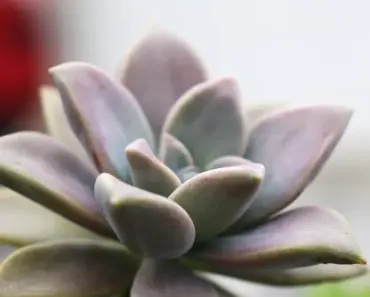 9 Beautiful Plants That Give the Most Reward for Less Effort