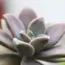 9 Beautiful Plants That Give the Most Reward for Less Effort
