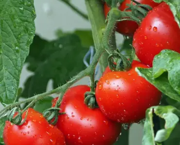 9 Ways to Improve Soil for Stronger Tomatoes