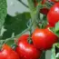 9 Ways to Improve Soil for Stronger Tomatoes