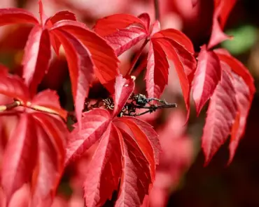 19 Best Climbing Perennial Vines for Arbors & Trellises 19 Best Climbing Perennial Vines for Arbors & Trellises
