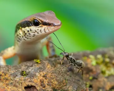 9 Ways to Get Rid of Ants ASAP and Keep Them Away