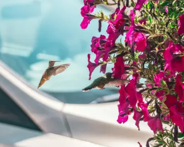 5 Reasons Hummingbirds Like Petunias