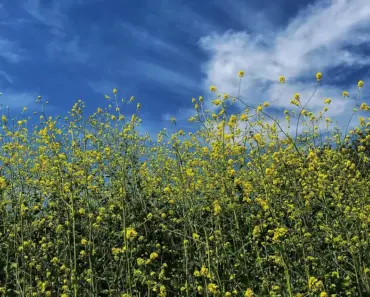 7 Tough Flowers That Thrive in California