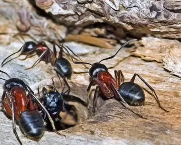 7 Ways to Get Rid of Carpenter Ants & Keep Them Out