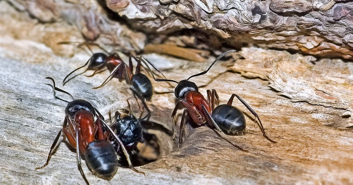 7 Ways to Get Rid of Carpenter Ants & Keep Them Out carpenter ant control