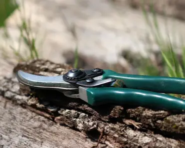 7 Pruning Tips: A Guide for Healthier Trees & Plants