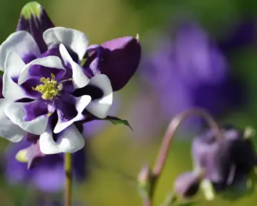 Grow Columbine Flowers: 5 Tips for Colorful Spring