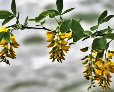 13 Vegetable Gardening Ideas for May