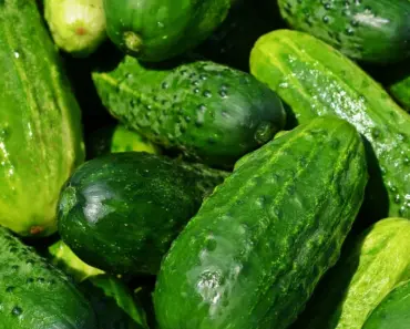 7 Tips for More Cucumbers Per Plant