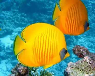 7 Easy Ways to Plant & Grow Coral Bells