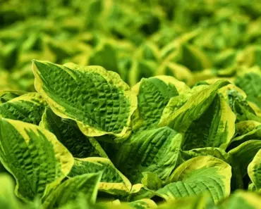 7 Common Perennials You Should Plant in May for Summer Blooms