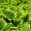 7 Common Perennials You Should Plant in May for Summer Blooms