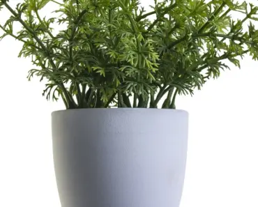 7 Easy Perennial Plants for Pots & Hanging Baskets