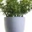 7 Easy Perennial Plants for Pots & Hanging Baskets